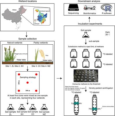 Distinct Co-occurrence Relationships and Assembly Processes of Active Methane-Oxidizing Bacterial Communities Between Paddy and Natural Wetlands of Northeast China